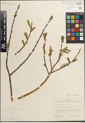Foto von Salix monticola Bebb